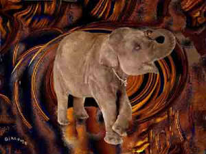 192-baby-krabi-elephanta.jpg