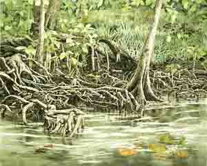 mangroveea.jpg